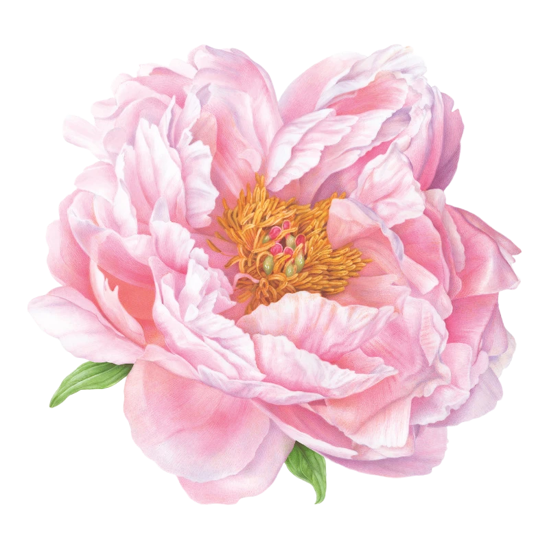 Caspari cardboard placemat placemat pink Peony 3083PMS